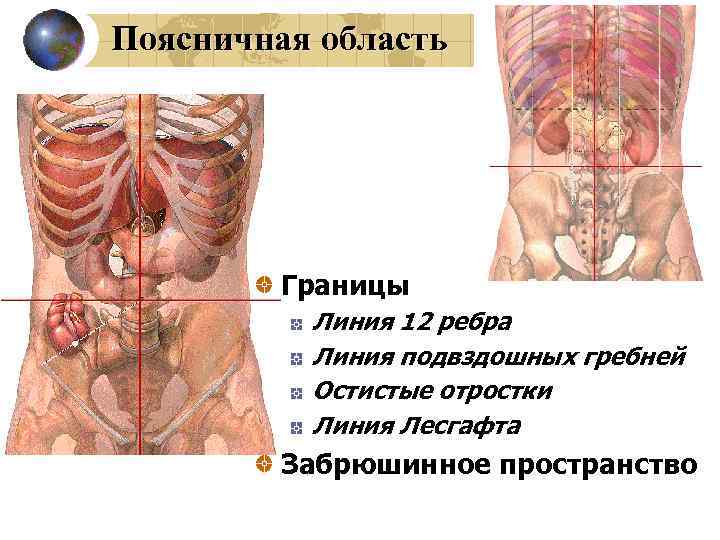 Поясничная область Границы Линия 12 ребра Линия подвздошных гребней Остистые отростки Линия Лесгафта Забрюшинное