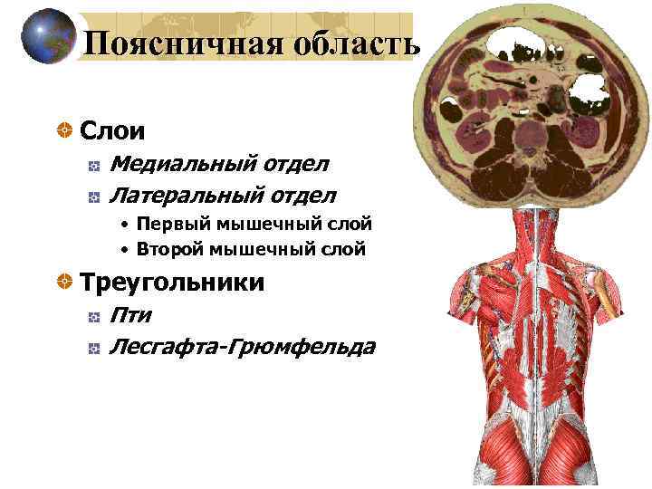 Поясничная область Слои Медиальный отдел Латеральный отдел • Первый мышечный слой • Второй мышечный