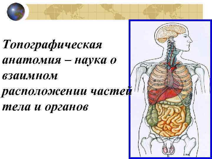 Топографическая анатомия – наука о взаимном расположении частей тела и органов 