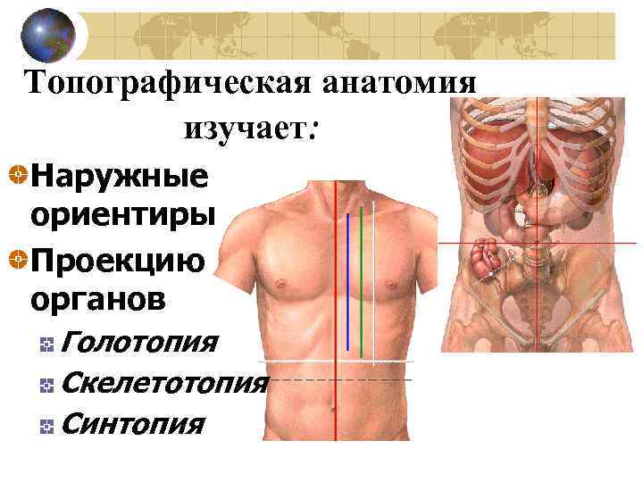 Топографическая анатомия изучает: Наружные ориентиры Проекцию органов Голотопия Скелетотопия Синтопия 