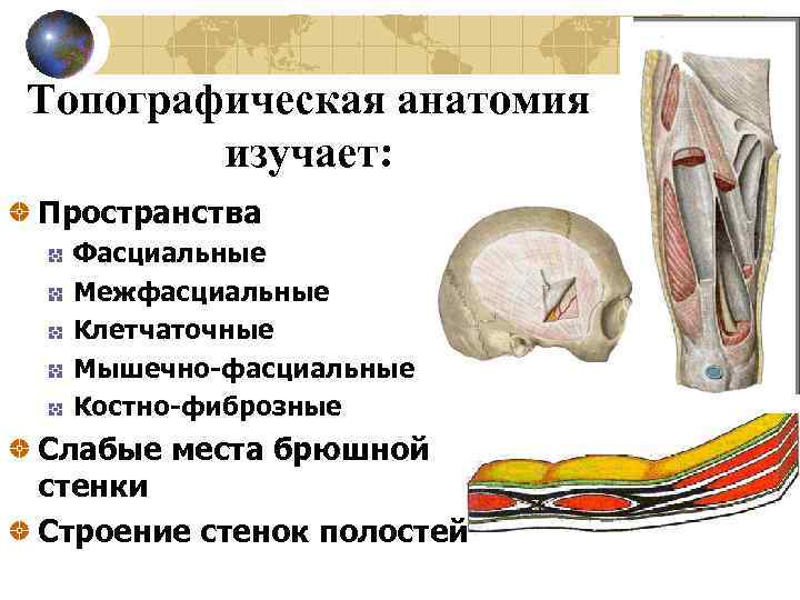 Топографическая анатомия изучает: Пространства Фасциальные Межфасциальные Клетчаточные Мышечно-фасциальные Костно-фиброзные Слабые места брюшной стенки Строение