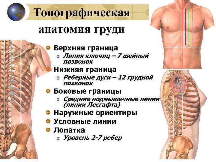 Топографическая анатомия груди Верхняя граница Линия ключиц – 7 шейный позвонок Нижняя граница Реберные