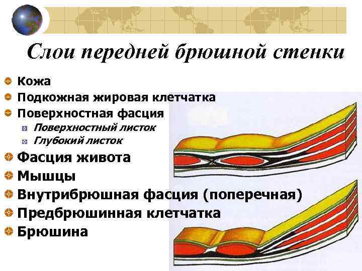 Слои передней брюшной стенки Кожа Подкожная жировая клетчатка Поверхностная фасция Поверхностный листок Глубокий листок