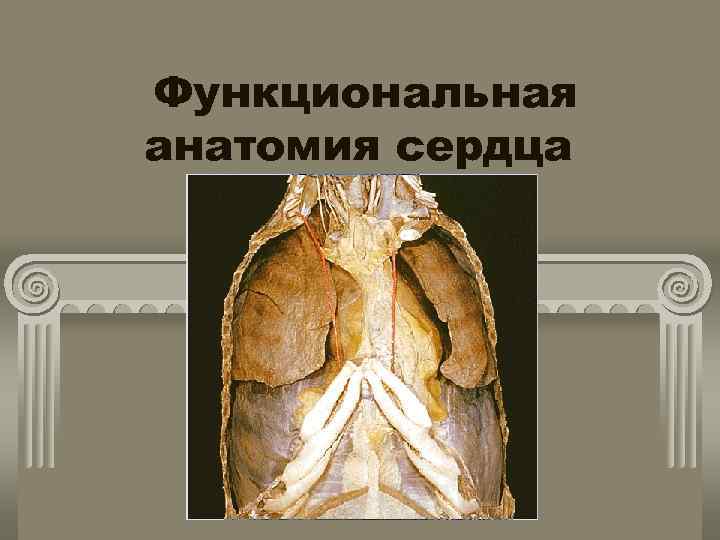 Функциональная анатомия сердца 