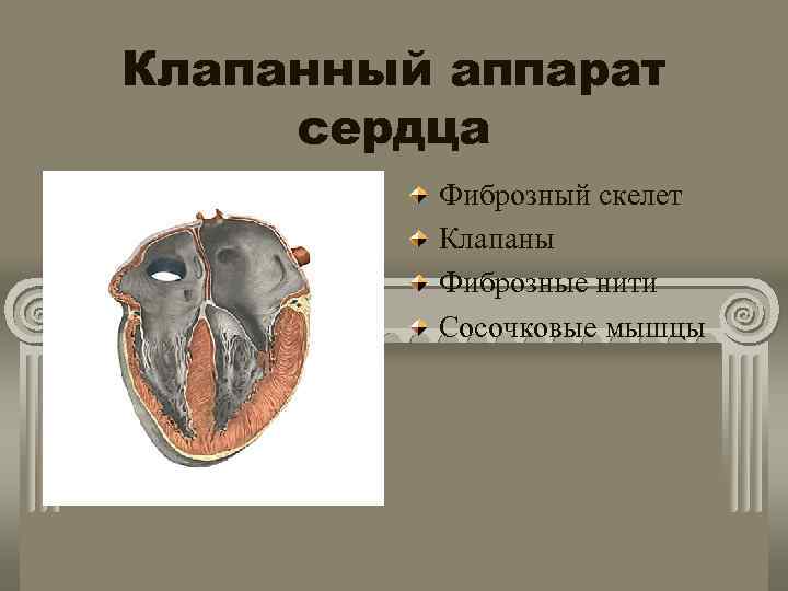 Клапанный аппарат сердца Фиброзный скелет Клапаны Фиброзные нити Сосочковые мышцы 