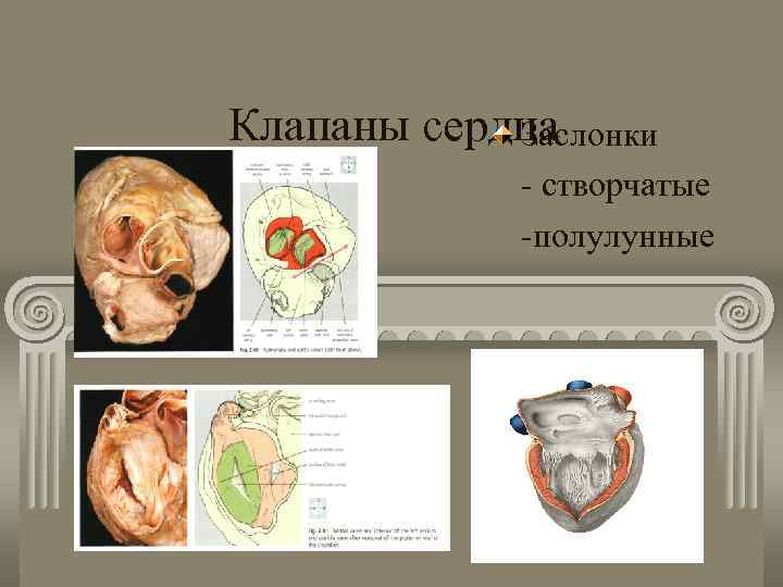 Клапаны сердца Заслонки - створчатые -полулунные 
