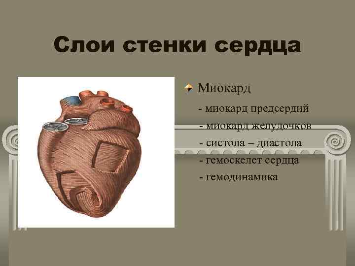 Слои стенки сердца. Миокард предсердий и желудочков. Слои миокарда предсердий и желудочков. Слои миокарда сердца. Миокард желудочков состоит из.