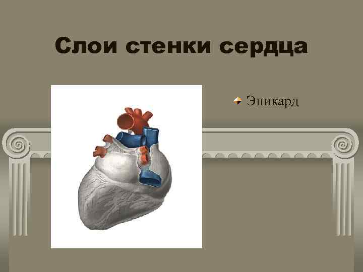 Слои cтенки сердца Эпикард 