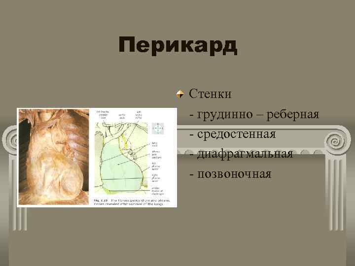 Перикард Стенки - грудинно – реберная - средостенная - диафрагмальная - позвоночная 