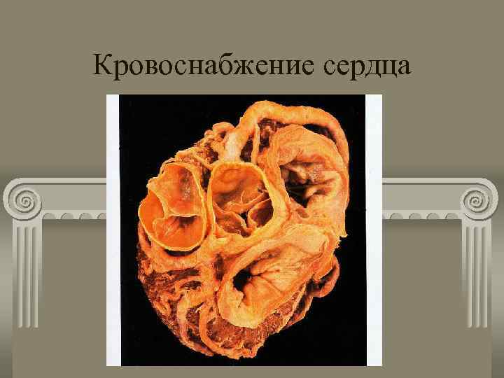 Кровоснабжение сердца 