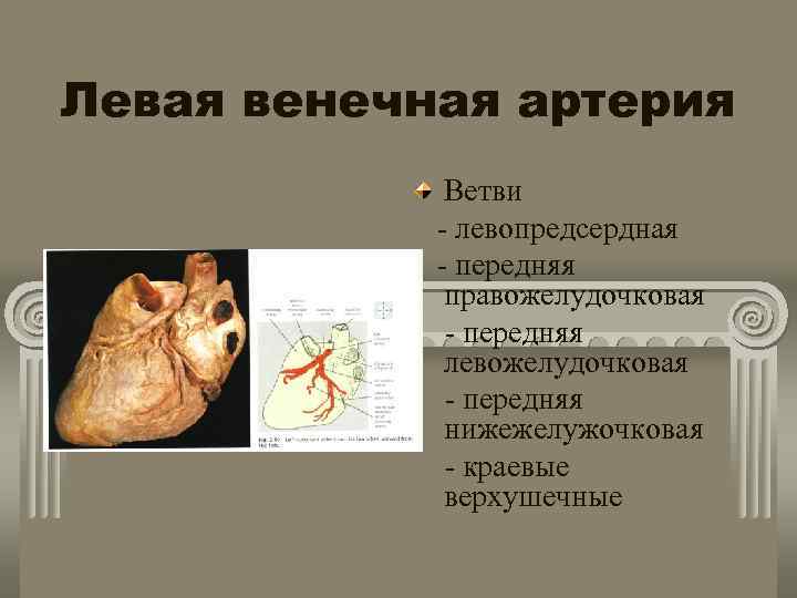 Левая венечная артерия Ветви - левопредсердная - передняя правожелудочковая - передняя левожелудочковая - передняя
