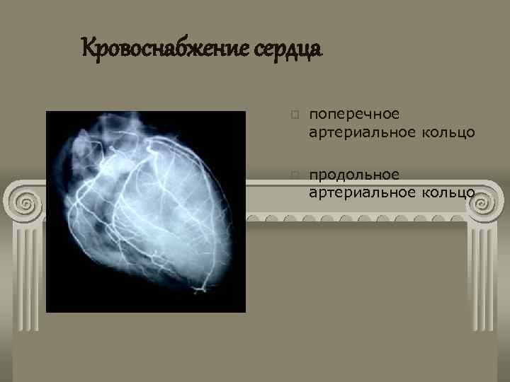Кровоснабжение сердца p поперечное артериальное кольцо p продольное артериальное кольцо 