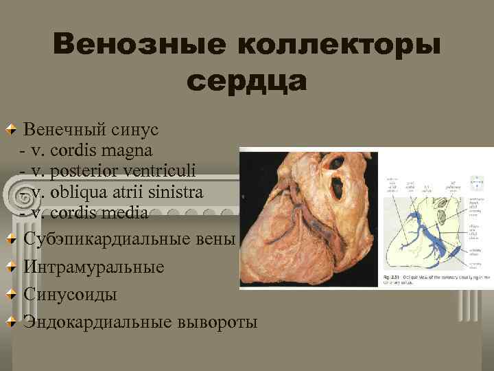 Венозные коллекторы сердца Венечный синус - v. cordis magna - v. posterior ventriculi -