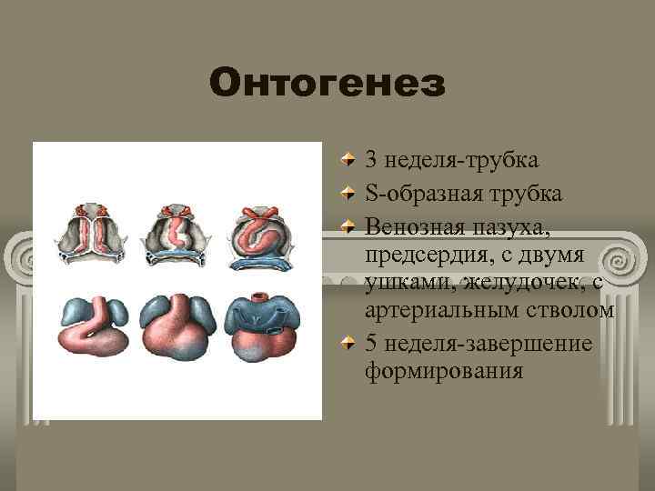 Онтогенез 3 неделя-трубка S-образная трубка Венозная пазуха, предсердия, с двумя ушками, желудочек, с артериальным