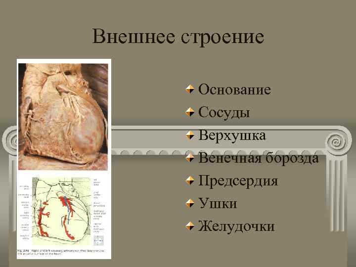 Внешнее строение Основание Сосуды Верхушка Венечная борозда Предсердия Ушки Желудочки 