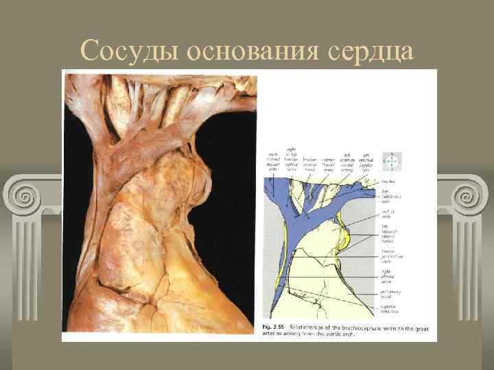 Сосуды основания сердца 