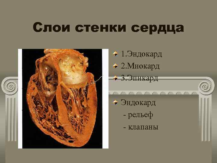 Слои стенки сердца 1. Эндокард 2. Миокард 3. Эпикард Эндокард - рельеф - клапаны