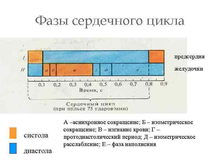 Фазы сердечного цикла предсердия желудочки систола диастола А –асинхронное сокращение; Б – изометрическое сокращение;