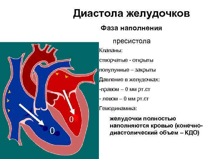 Диастола сердца. Диастола желудочков сердца. Давление в диастоле желудочков. Диастола: наполнение желудочков. При систоле предсердий открыты следующие клапаны сердца.