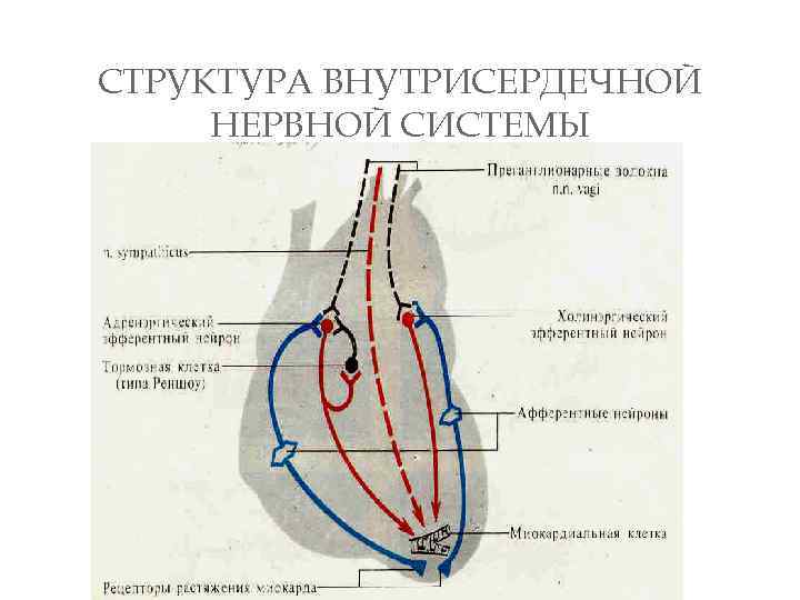 СТРУКТУРА ВНУТРИСЕРДЕЧНОЙ НЕРВНОЙ СИСТЕМЫ 