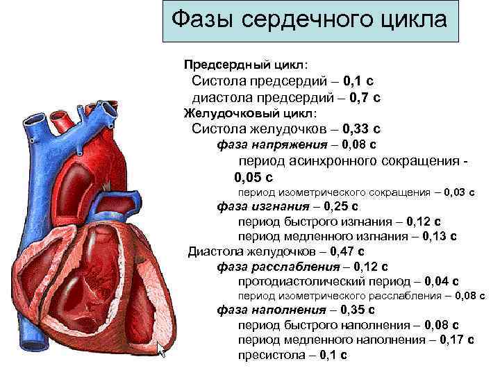 Давление крови в правом предсердии. Сердечный цикл.фазы систолы диастолы желудочков. Таблица фазы сердечного цикла систола предсердий. Фазы сердечного цикла таблица систола желудочков. Фазы сердечного цикла сокращение предсердий.