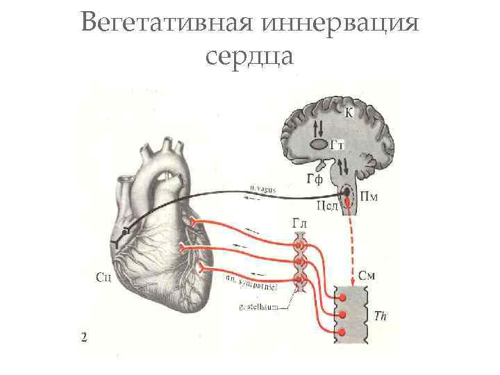 Вегетативная иннервация сердца 