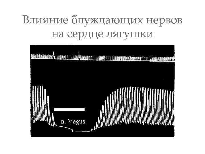 Влияние блуждающих нервов на сердце лягушки n. Vagus 