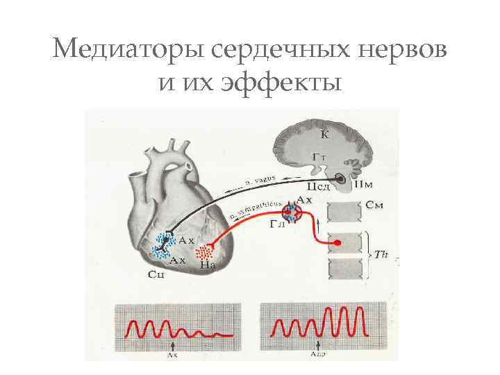 Медиаторы сердечных нервов и их эффекты 