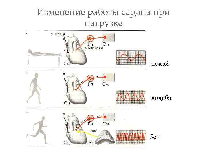 Изменение работы сердца при нагрузке покой ходьба бег 