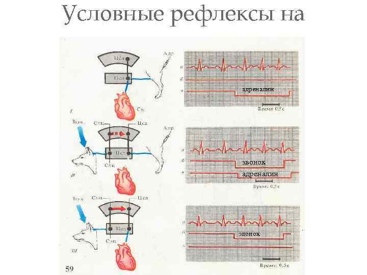 Условные рефлексы на сердце адреналин звонок 