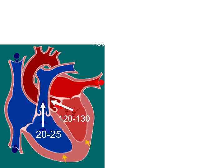Систола желудочков Фаза изгнания период быстрого изгнания Клапаны: створчатые - закрыты полулунные – открыты