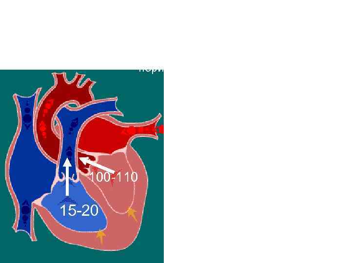 Систола желудочков Фаза изгнания период медленного изгнания Клапаны: створчатые - закрыты полулунные – открыты