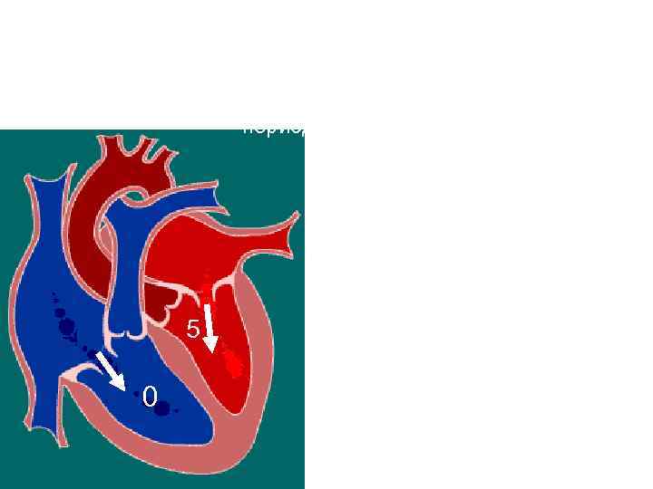 Диастола желудочков Фаза наполнения период медленного наполнения Клапаны: створчатые - открыты полулунные – закрыты