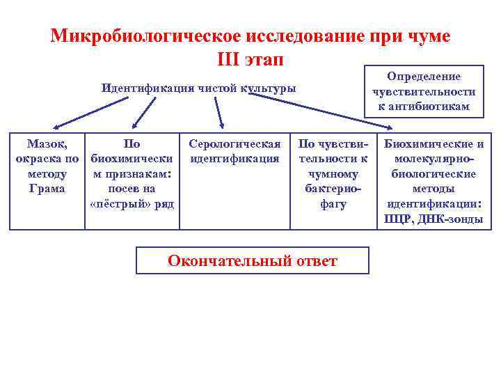 Микробиологическое исследование при чуме III этап Определение чувствительности к антибиотикам Идентификация чистой культуры Мазок,