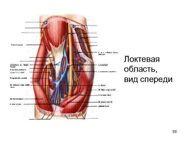 Локтевая ямка фото