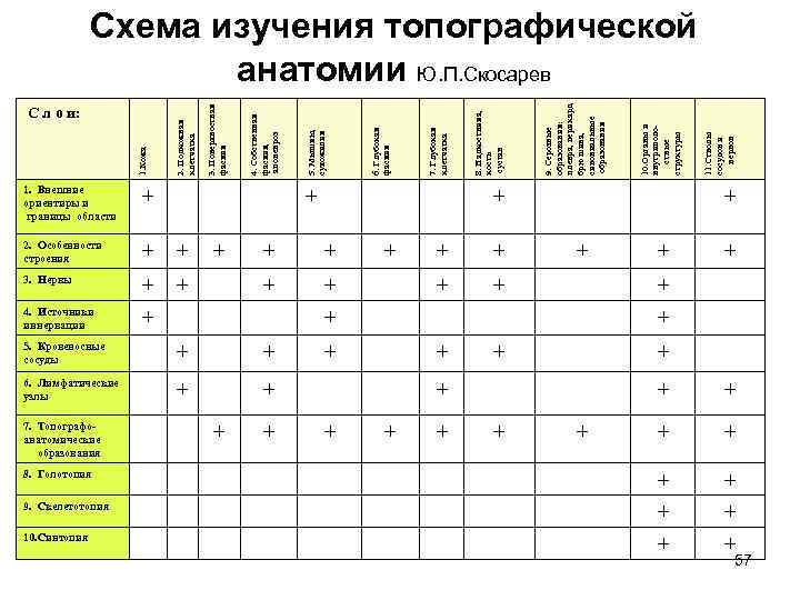 1. Внешние ориентиры и границы области + + 3. Нервы + + 4. Источники