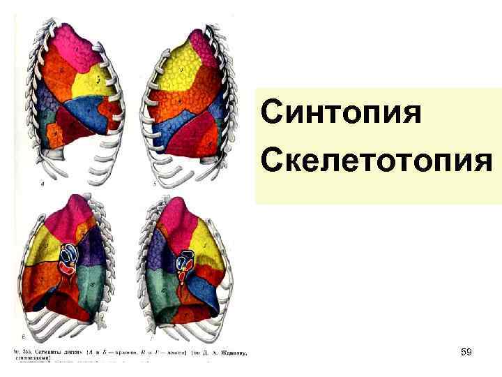 Синтопия скелетотопия. Скелетотопия и синтопия. Синтопия флаг. Как сделать лучше или ее синтопия.