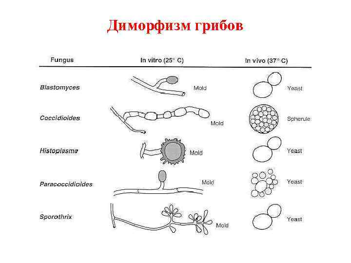 Диморфизм грибов 