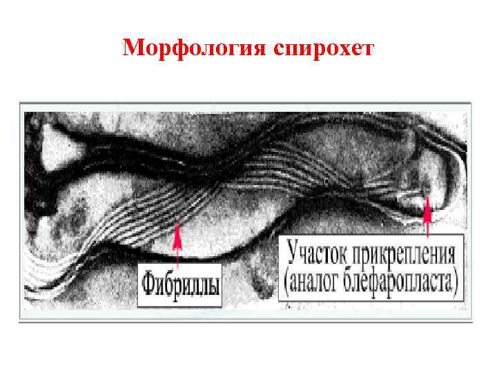 Морфология спирохет 
