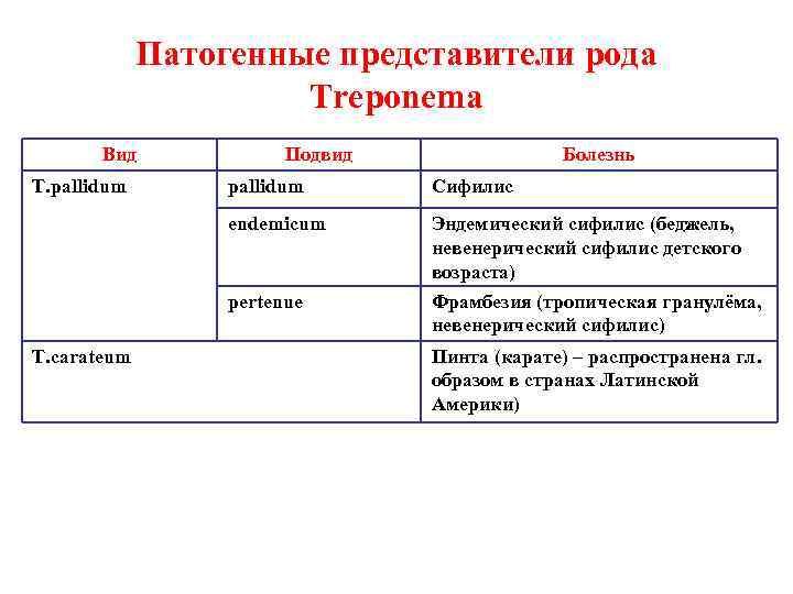 Представитель рода. Представители рода Treponema. Патогенные представители рода трепонема. Факторы патогенности трепонемы паллидум. Treponema pallidum таксономия.