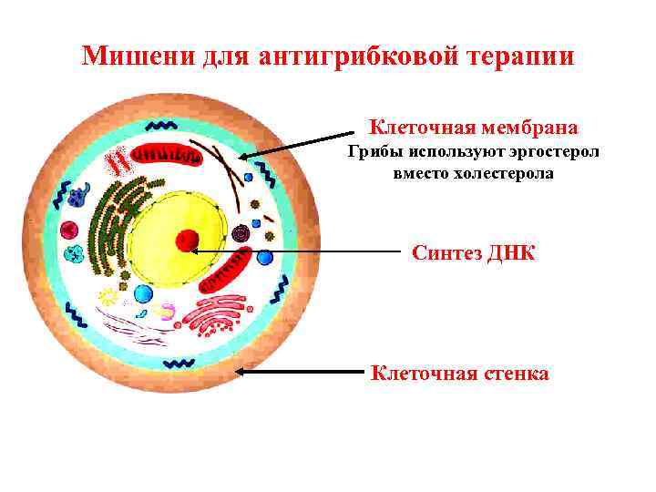 Мишени для антигрибковой терапии Клеточная мембрана Грибы используют эргостерол вместо холестерола Синтез ДНК Клеточная