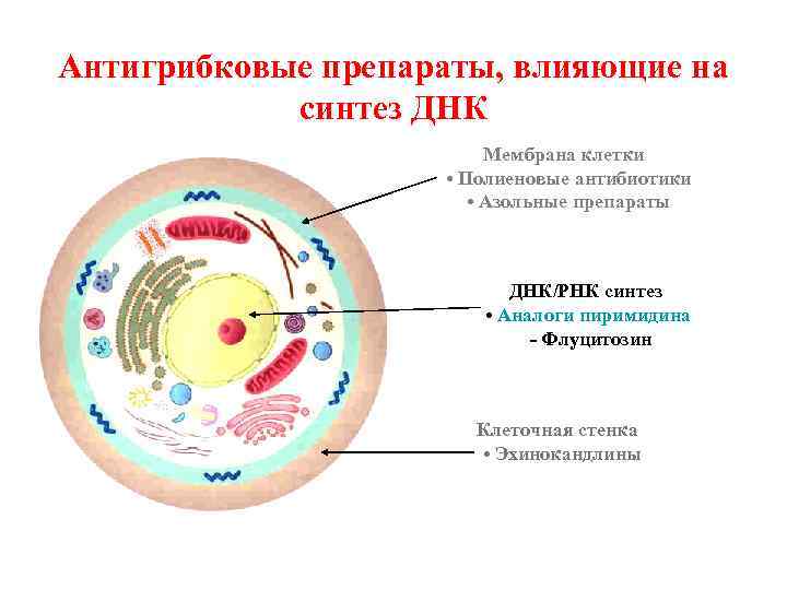 Антигрибковые препараты, влияющие на синтез ДНК Мембрана клетки • Полиеновые антибиотики • Азольные препараты