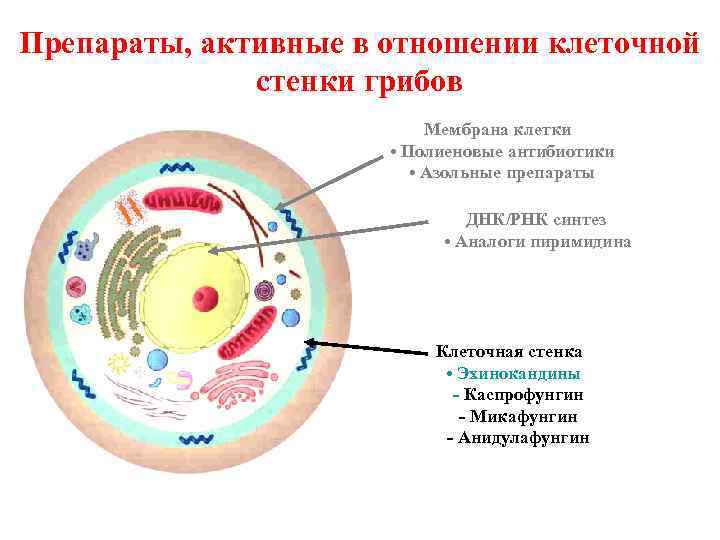 Стенка грибов