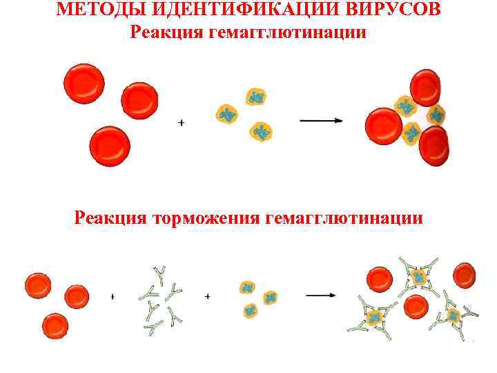 МЕТОДЫ ИДЕНТИФИКАЦИИ ВИРУСОВ Реакция гемагглютинации Реакция торможения гемагглютинации 