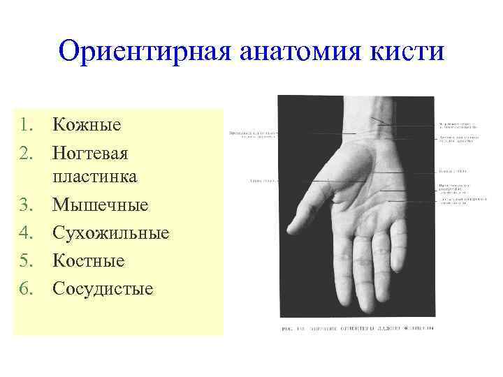 Ориентирная анатомия кисти 1. Кожные 2. Ногтевая пластинка 3. Мышечные 4. Сухожильные 5. Костные