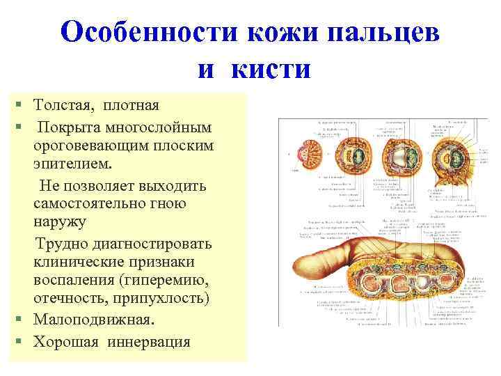 Особенности кожи пальцев и кисти § Толстая, плотная § Покрыта многослойным ороговевающим плоским эпителием.