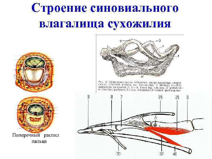 Строение вагины картинки