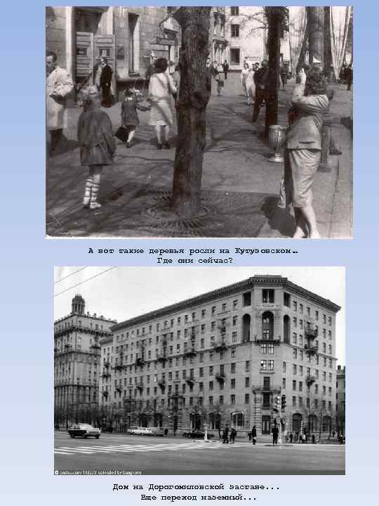А вот такие деревья росли на Кутузовском … Где они сейчас? Дом на Дорогомиловской