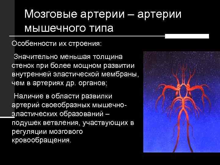 Мозговые артерии – артерии мышечного типа Особенности их строения: Значительно меньшая толщина стенок при