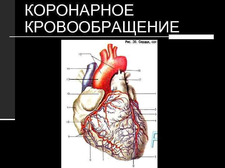 КОРОНАРНОЕ КРОВООБРАЩЕНИЕ 